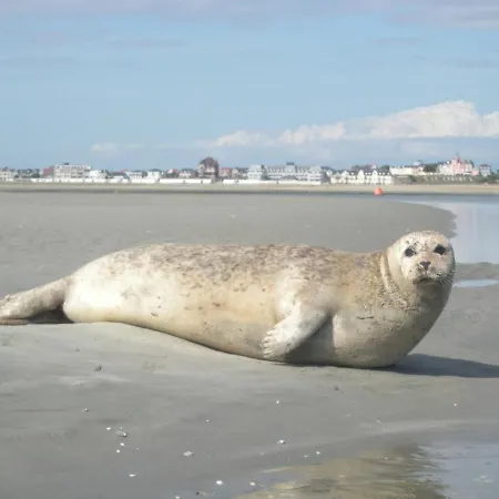 Proche De La Mer *